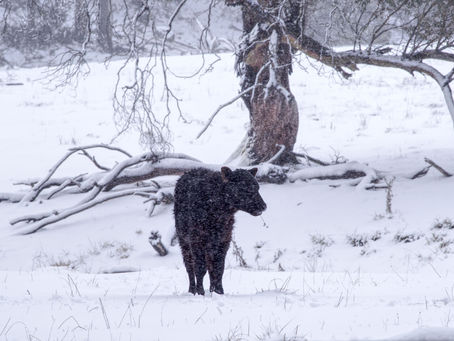 A black cow standing in a snowy field, with snow falling in the foregroung and a large tree in the background