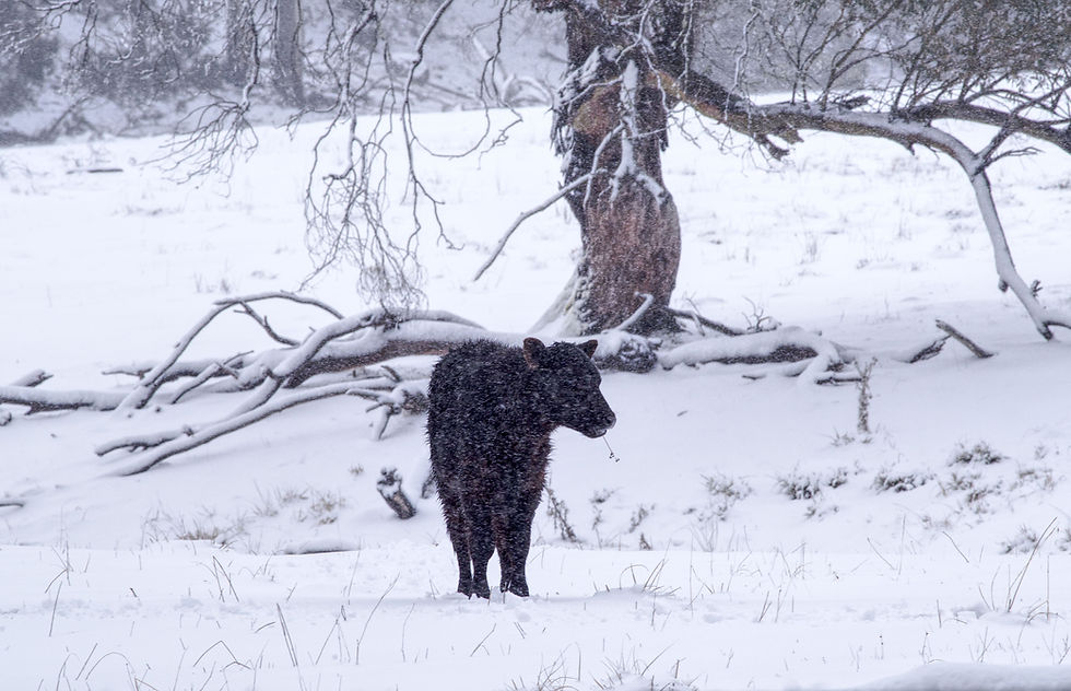 A black cow standing in a snowy field, with snow falling in the foregroung and a large tree in the background