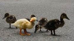 Küken auf Entdeckungsreise
