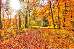 Sonnenstern im Herbst-Wald