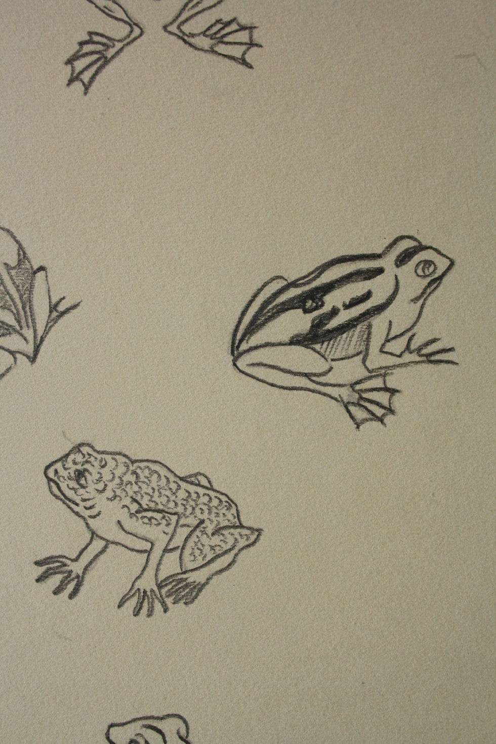 Miniature : Dessin Vintage - "Étude de Grenouille" 1941 #9