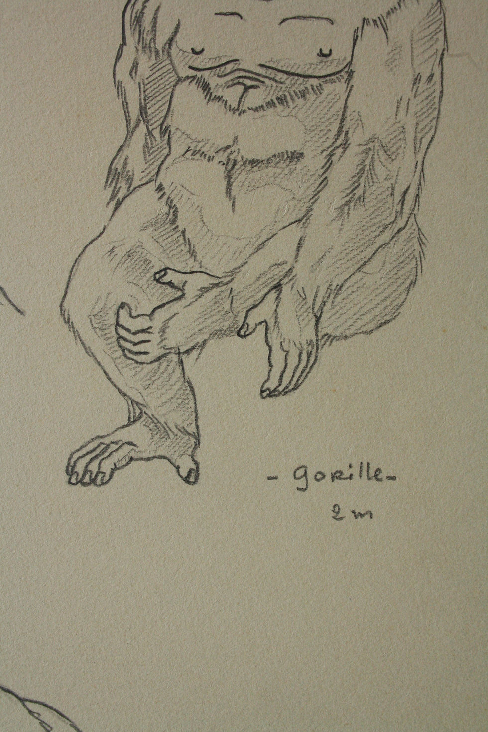 Miniature : Dessin Vintage - "Étude de Gorille" 1941 #8
