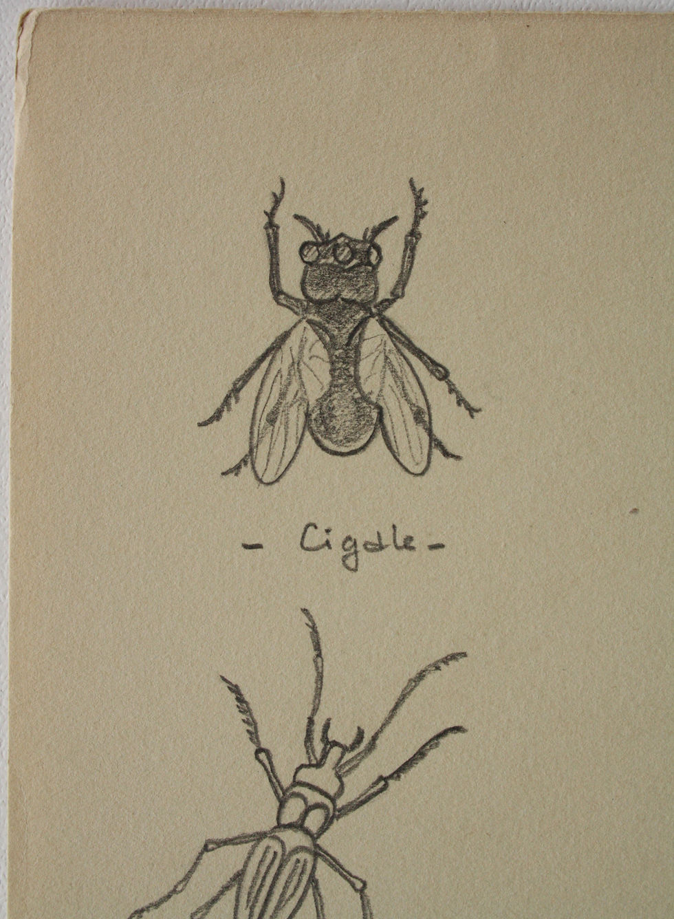Miniature : Dessin Vintage - "Études d'Insectes" 1941 #20
