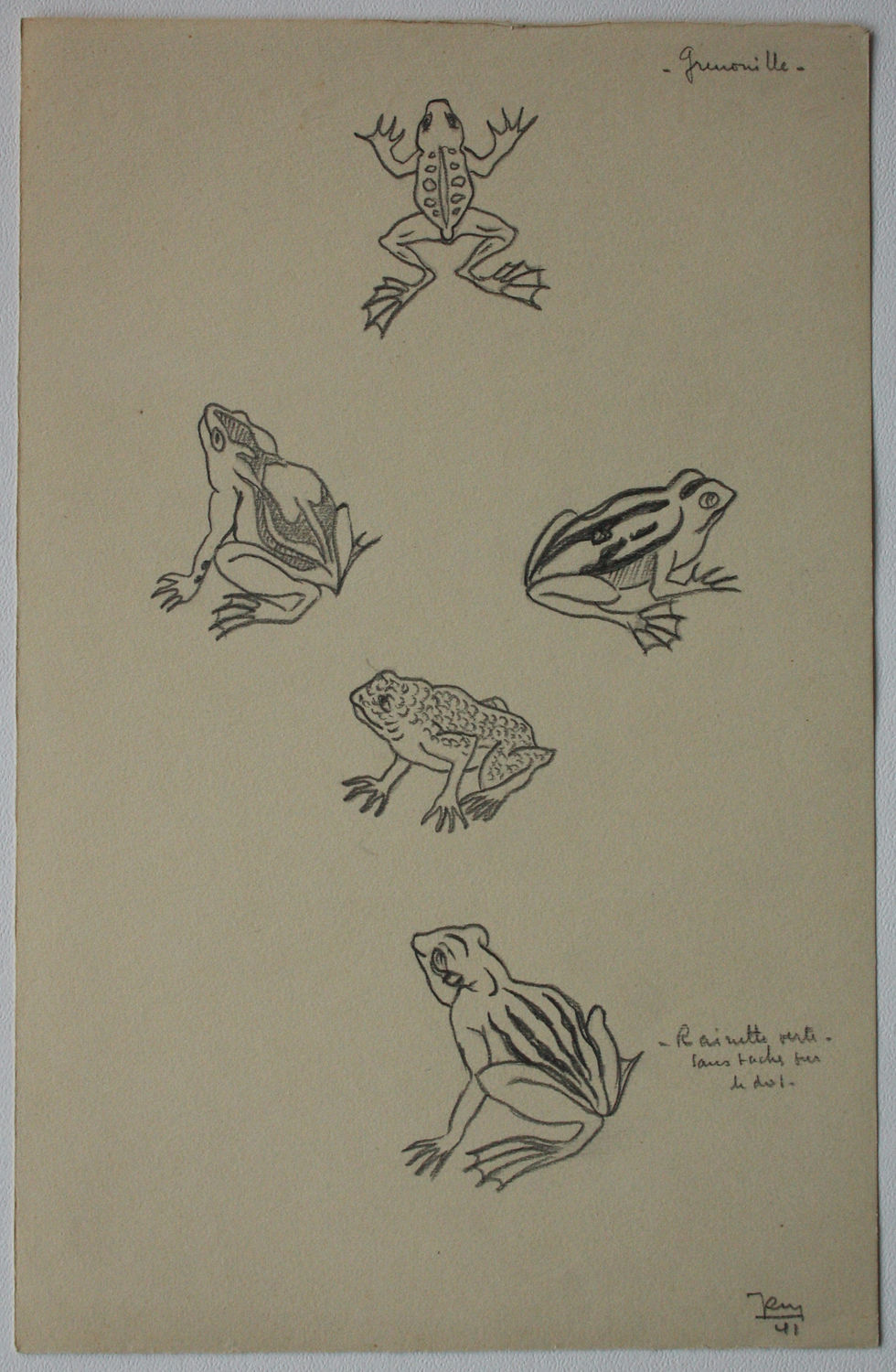 Miniature : Dessin Vintage - "Étude de Grenouille" 1941 #9