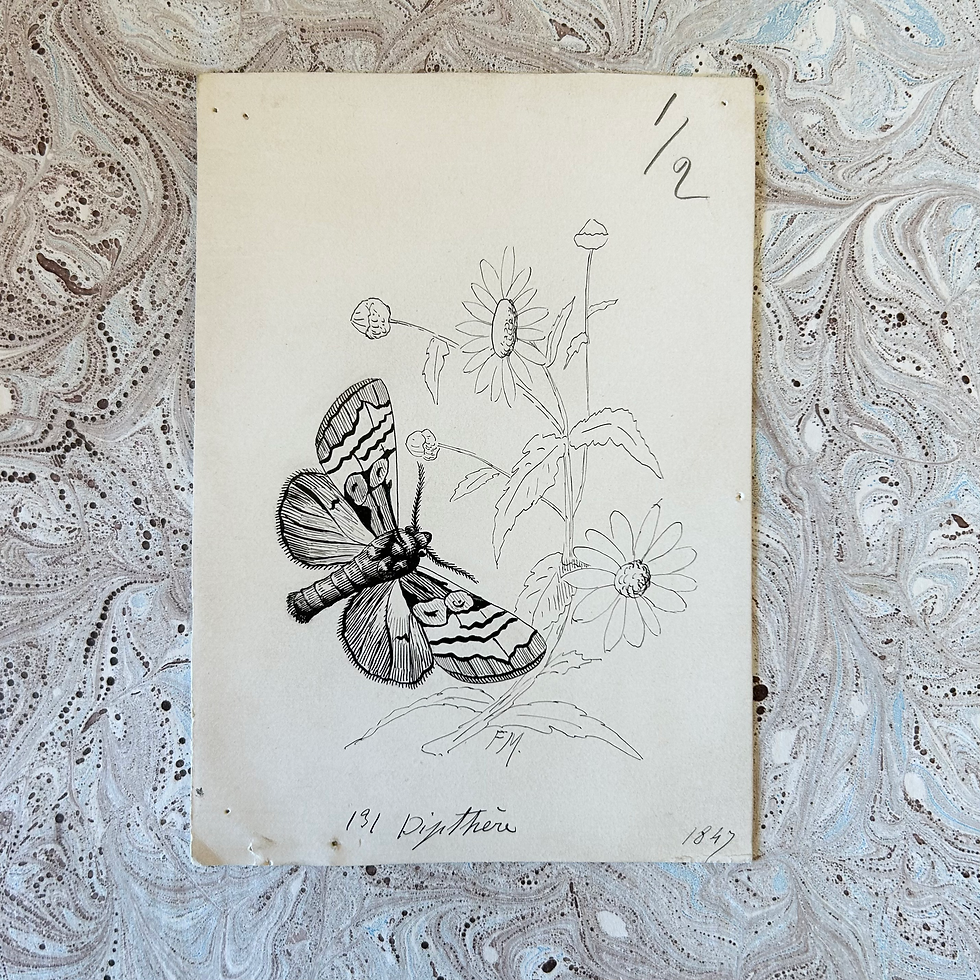 Dipthère (12,2 x 8,7 cm)