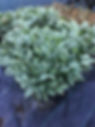 Calathea Freddy