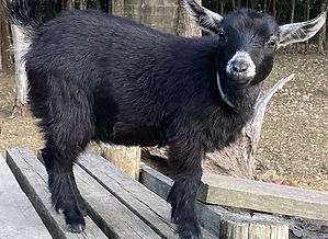 Registration photo - Golden Valley Scout.JPG