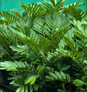Zamia furfuracea.png