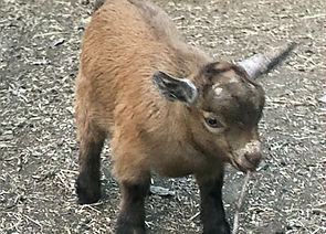 Golden Valley Charlotte_edited.jpg