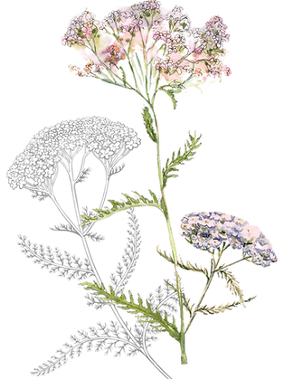 Untitled design (58).png