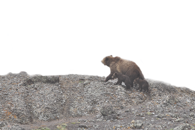 bear_edited.png