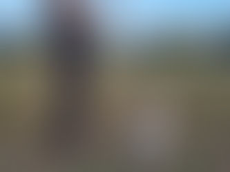 Mi perro se aburre. Como puedo darle mejor calidad durante su dia a dia?