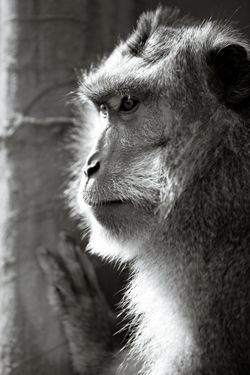 MonkeyWindowPortrait_6891