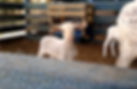 animais integrados Fazenda Giori