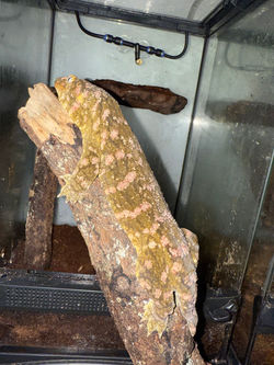 Leachie Gecko Lilac Line