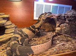 Male Bells Lace Monitor
