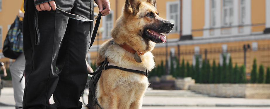 German shepherd on the lead with a human standing beside them