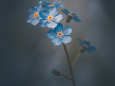 Forget-Me-Nots