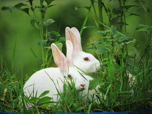 The Rabbits Knew