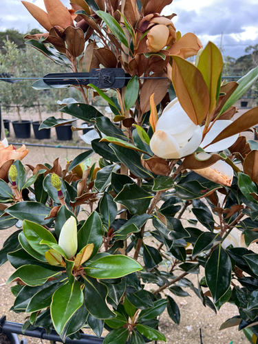 Magnolia Grandiflora 'Little Gem' | Bundameer Nursery