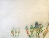 Camerion Danielsi, 2017