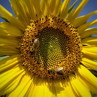 bienen.jpg