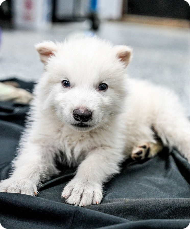 Fotografia da filhote de lobo-terrível Khaleesi.