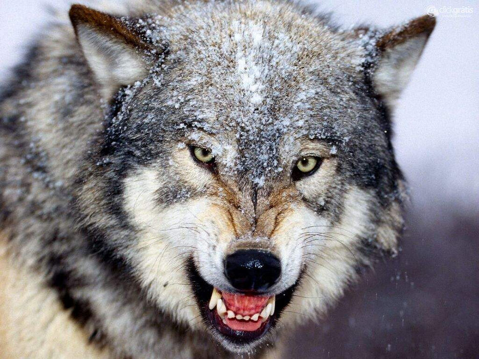 Fotografia de um Lobo-cinzento (Canis lupus), o parente vivo mais próximo do Lobo-terrível.