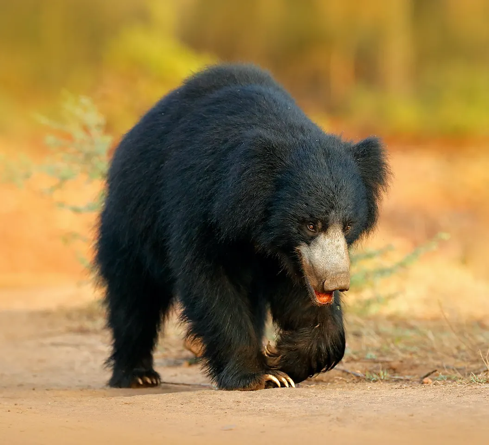 SLOTH BEAR
