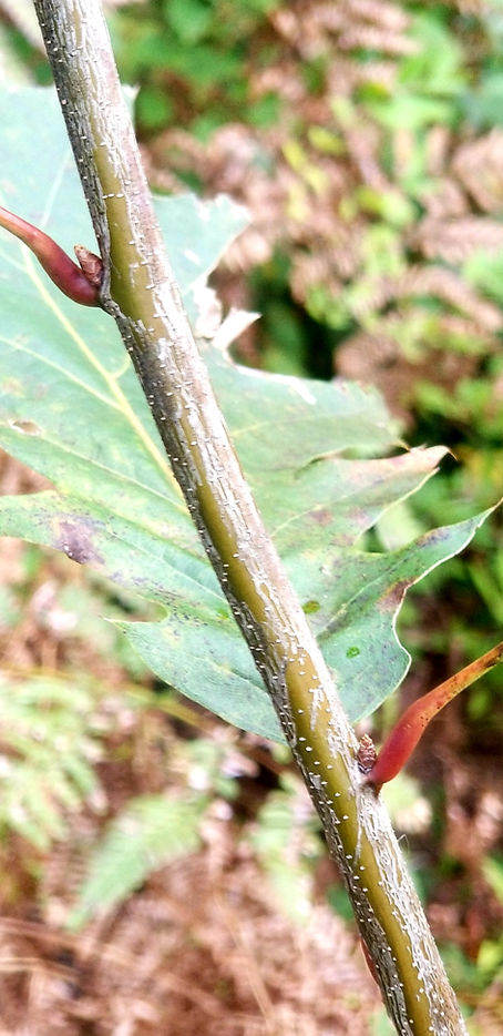 Bud and the Stem