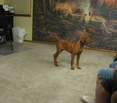 Young Ruger in the house looking intelligent.