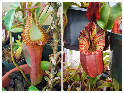 N. edwardsiana x veitchii 'Candy Dreams' | Nepenthesgod Plants