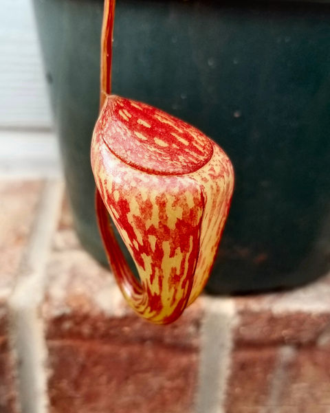 N. pitopangii Lore Lindu form.