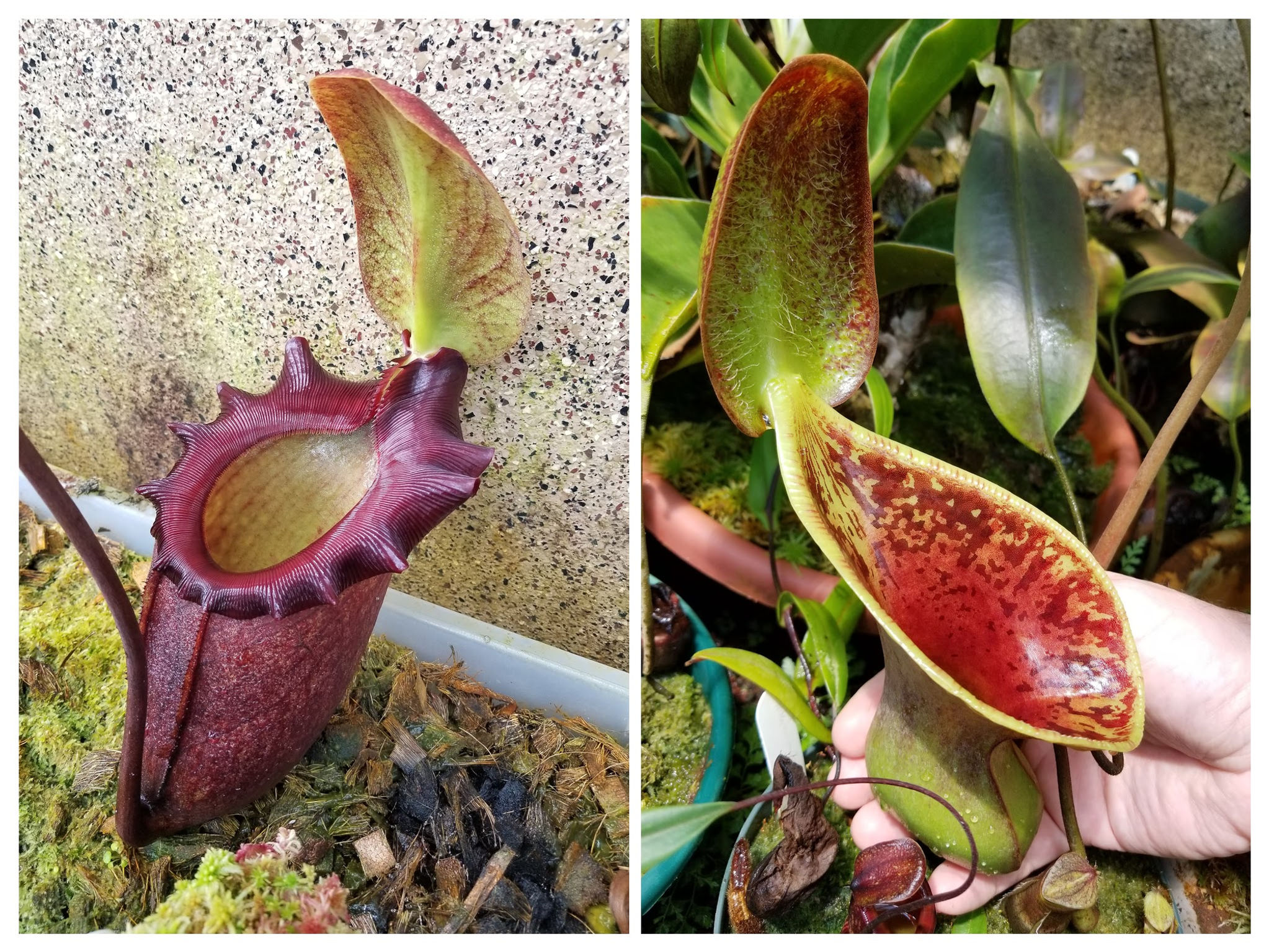 N. rajah x lowii parent plants.