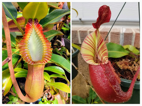 N. veitchii 'Geoff Wong' x macrophylla | Nepenthesgod Plants