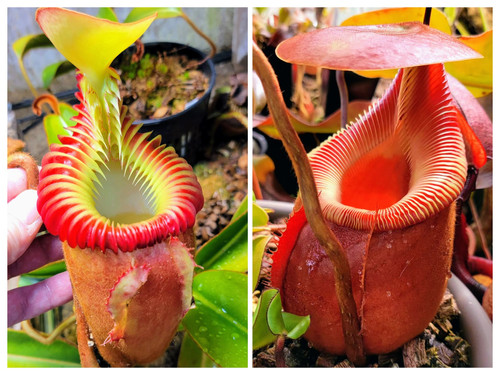 N. kinabaluensis x villosa | Nepenthesgod Plants