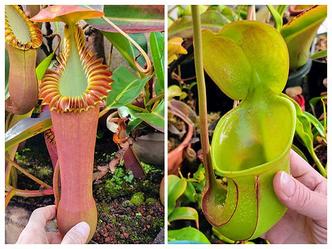 食虫植物N. edwardsiana N. edwardsiana x ephippiata | Nepenthesgod Plants