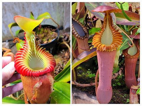 食虫植物N. xkinabaluensis x xharryana #NNN 食虫植物N. xkinabaluensis x xharryana #NNN 【公式通販】