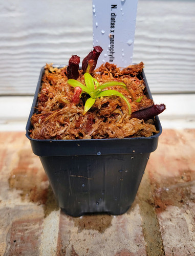 N. diatas x macrophlla | Nepenthesgod Plants