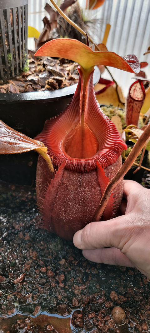 N. x kinabaluensis lower pitcher.