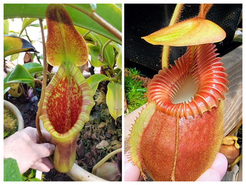 Nepenthes villosa Tambuyukon 実生 N. x trusmadiensis x villosa 