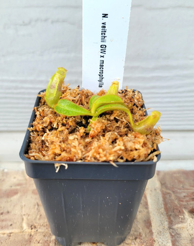 N. veitchii 'Geoff Wong' x macrophylla | Nepenthesgod Plants
