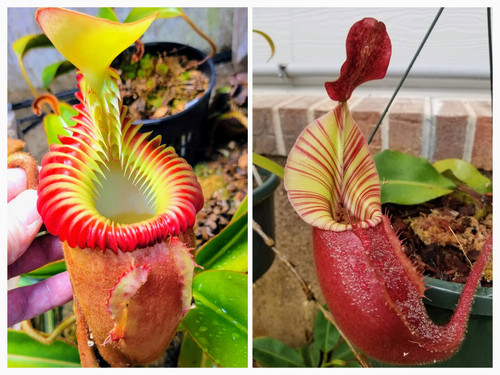 いそべ  Madagascariense veitchii gede file.jpg