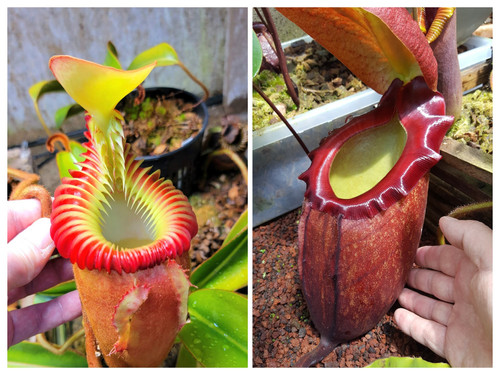 食虫植物N. rajah x villosa #NNN file.jpg
