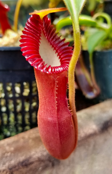 N. x harryana lower pitcher.