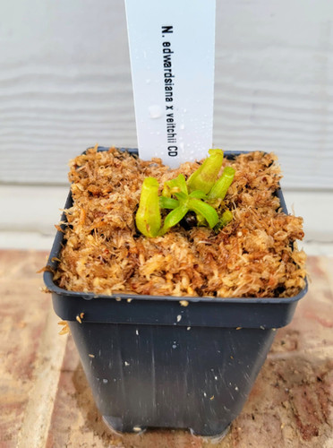 N. edwardsiana x veitchii 'Candy Dreams' | Nepenthesgod Plants