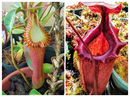 N. edwardsiana x x leviathan | Nepenthesgod Plants