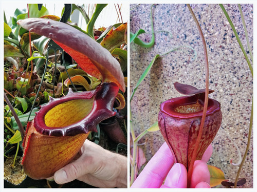 N. rajah x tenuis | Nepenthesgod Plants