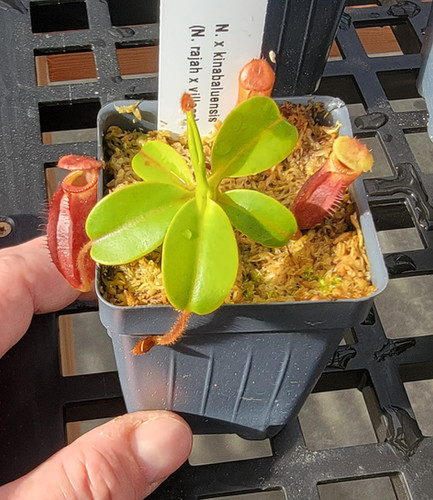 食虫植物N. rajah x villosa #NNN N. x kinabaluensis (N. rajah x villosa) | Nepenthesgod Plants
