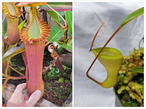 N. edwardsiana x dubia | Nepenthesgod Plants